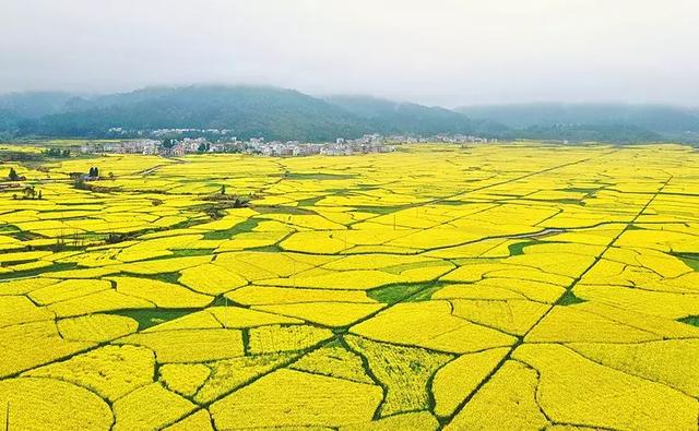 梨花)—新梘花家壠油菜花海—沿背紅色教育培訓基地(參觀將軍故居,賞