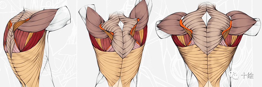 零基础学CG绘画—人体肌肉的绘制讲解