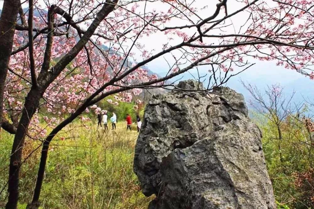 春踏葛仙山戀上櫻花海