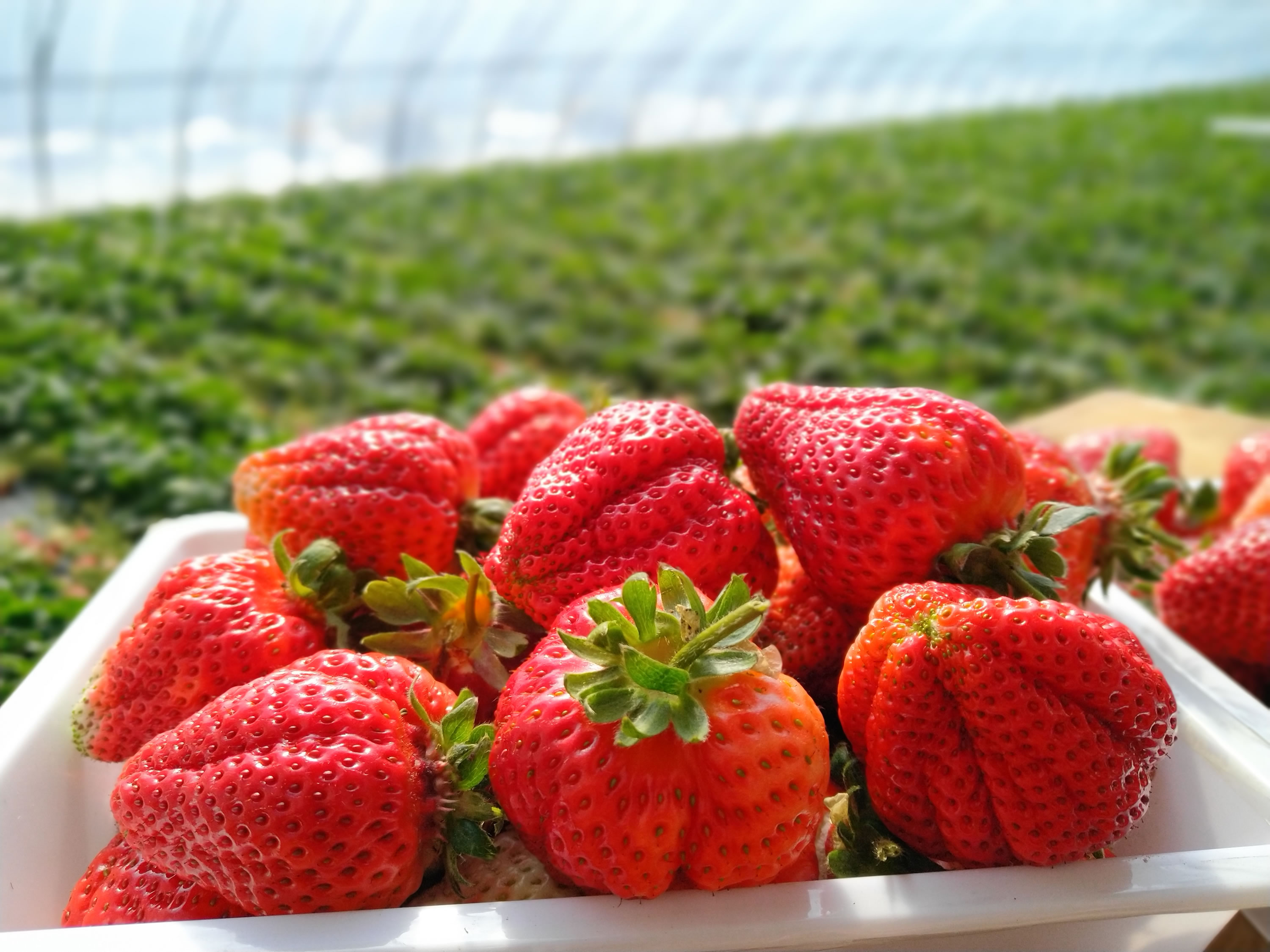 310栋草莓大棚,栽有红颜,章姬,幸香,丰香等品种