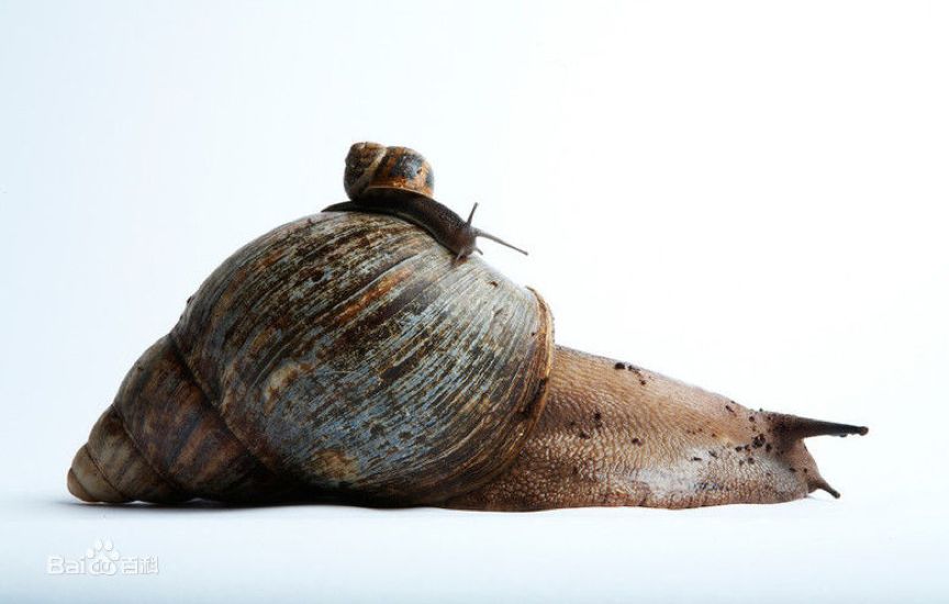 地球上最后一只已知的夏威夷金顶树蜗——孤独的乔治离世了