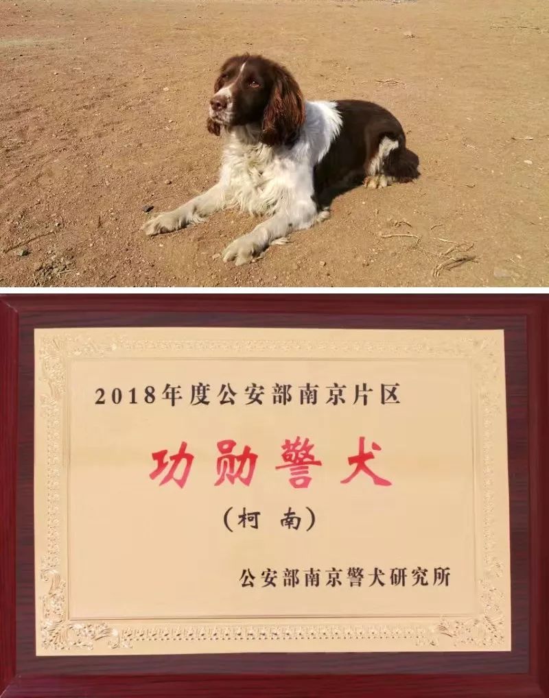 柯南被公安部评为功勋警犬