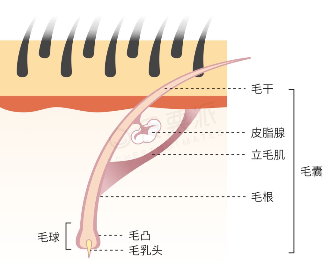 头发少,黄,软,你的身体可能缺乏这种营养素