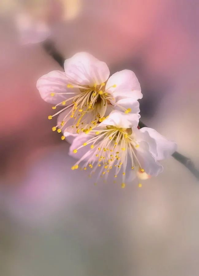 唯美簫音《桃花渡》| 清新悠遠,沁人心扉