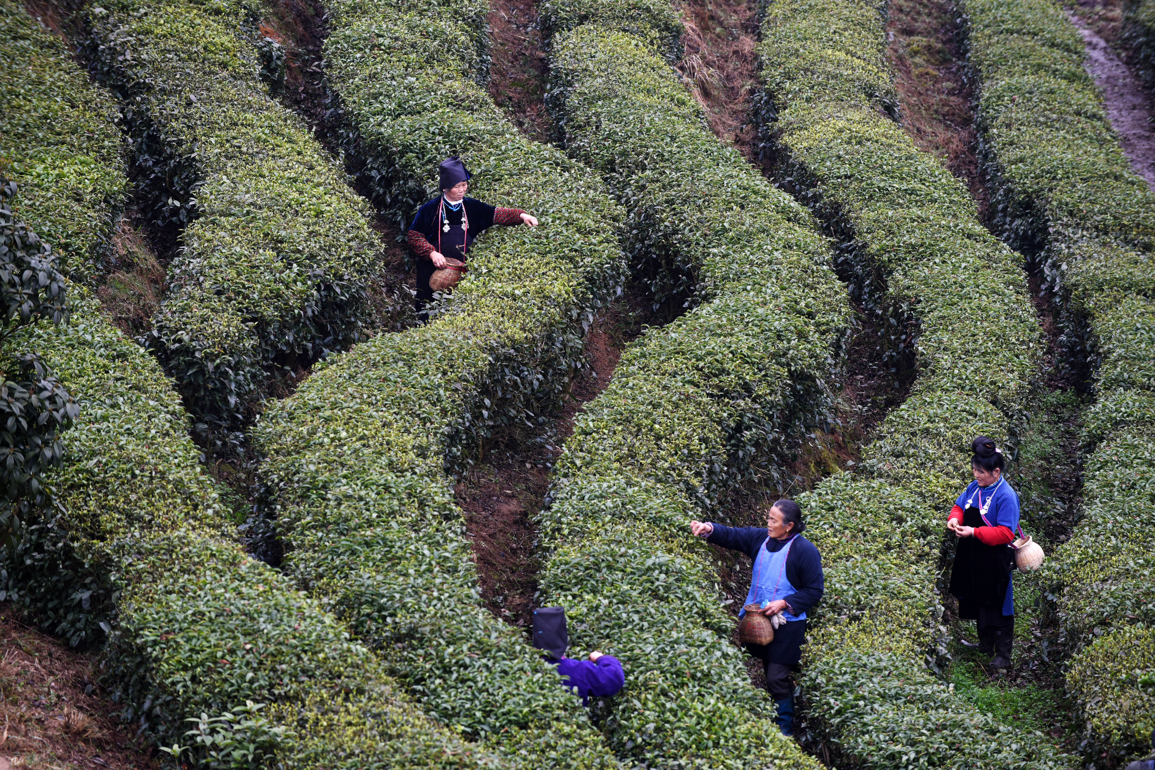 贵州丹寨"扶贫茶园"春茶开采