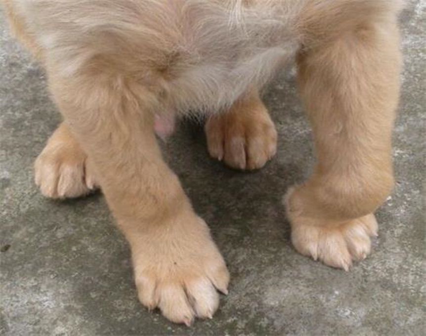 狗狗缺钙的症状图片图片