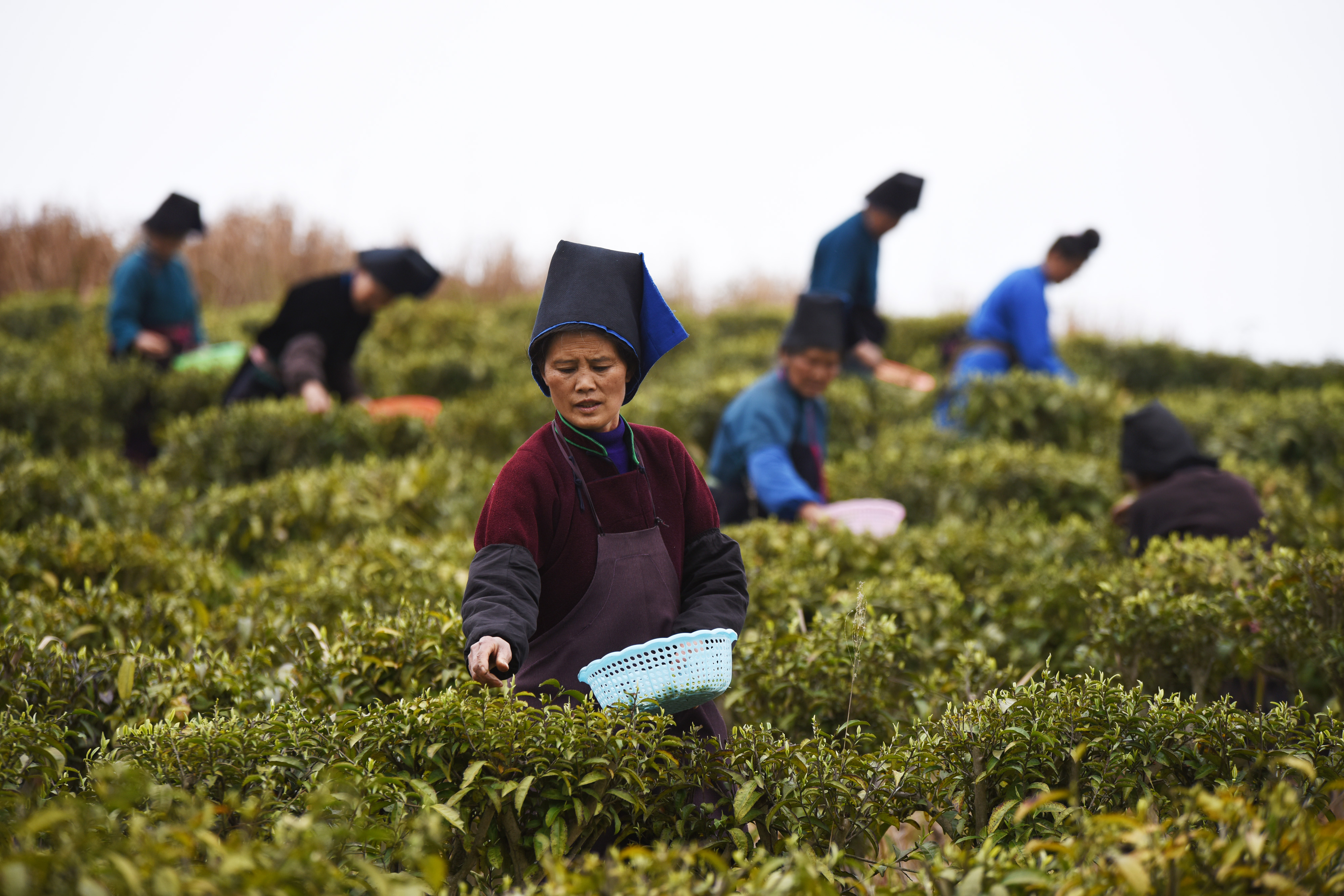 贵州丹寨"扶贫茶园"春茶开采