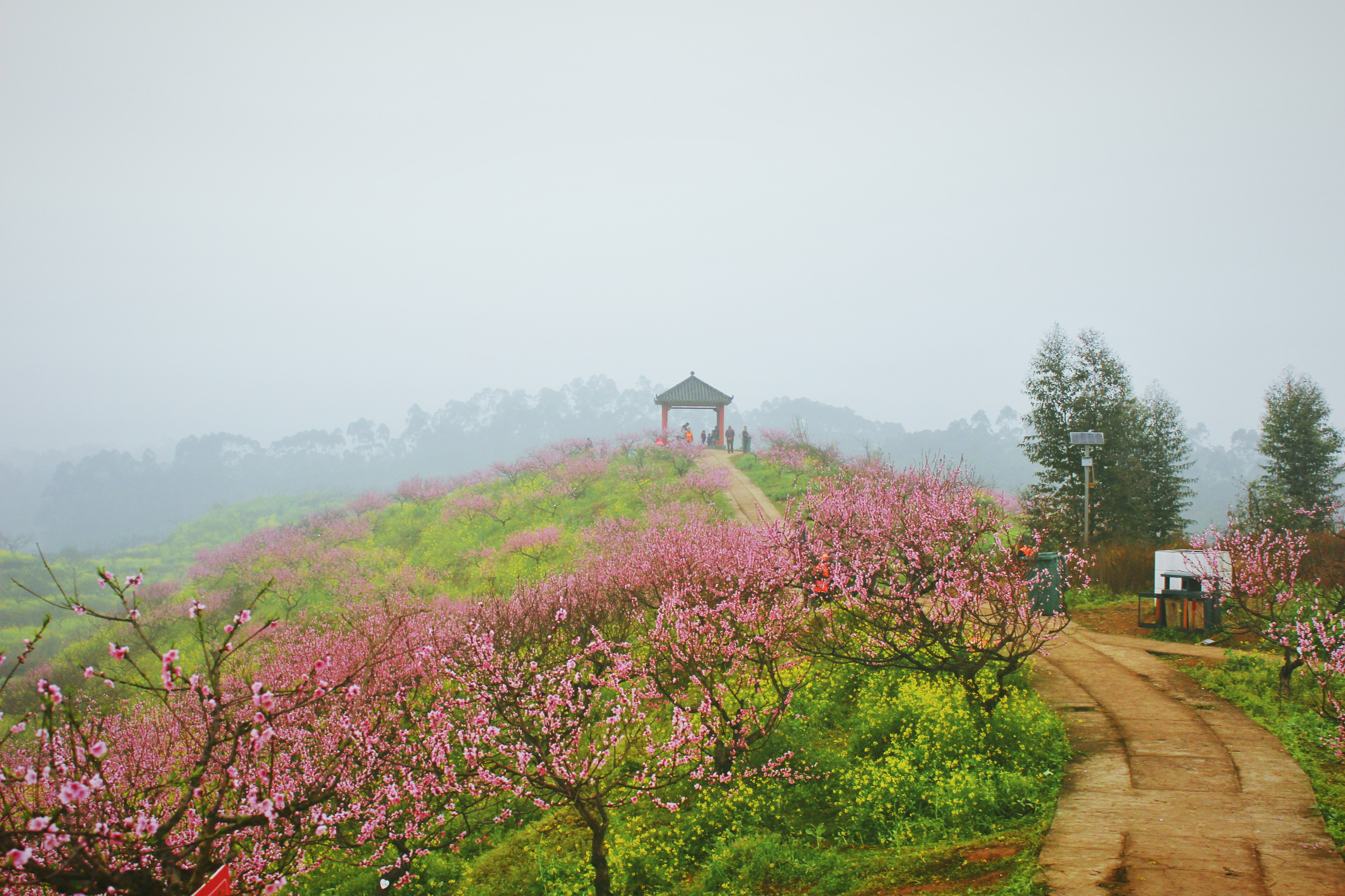 潼南宝龙桃花山图片