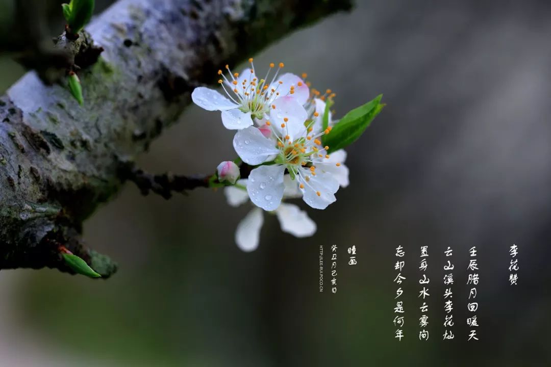 最爱江南烟雨中,来见见真正的忽如一夜春风来,千树万树梨花开,雁荡