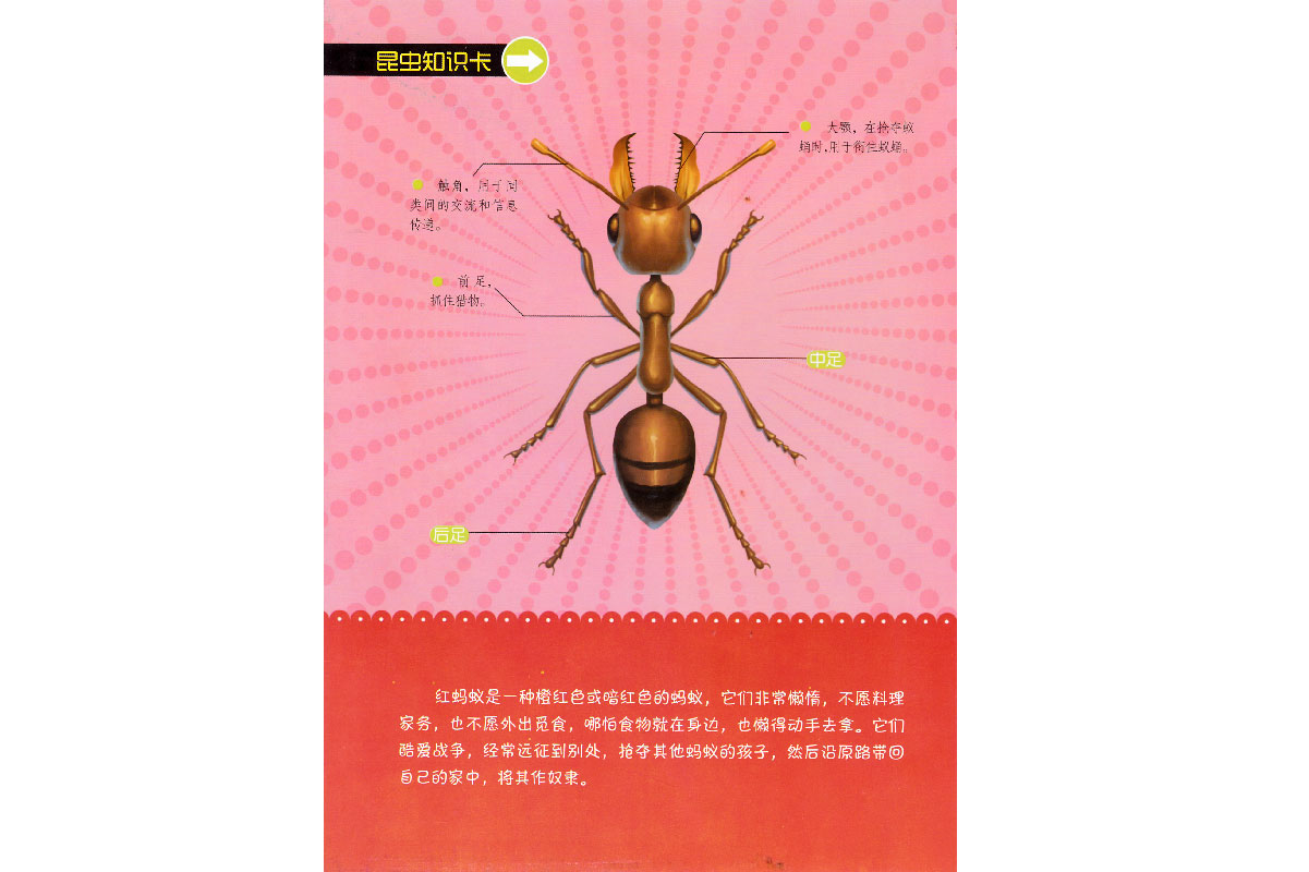 儿童绘本故事推荐法布尔昆虫记蚱蜢红蚂蚁