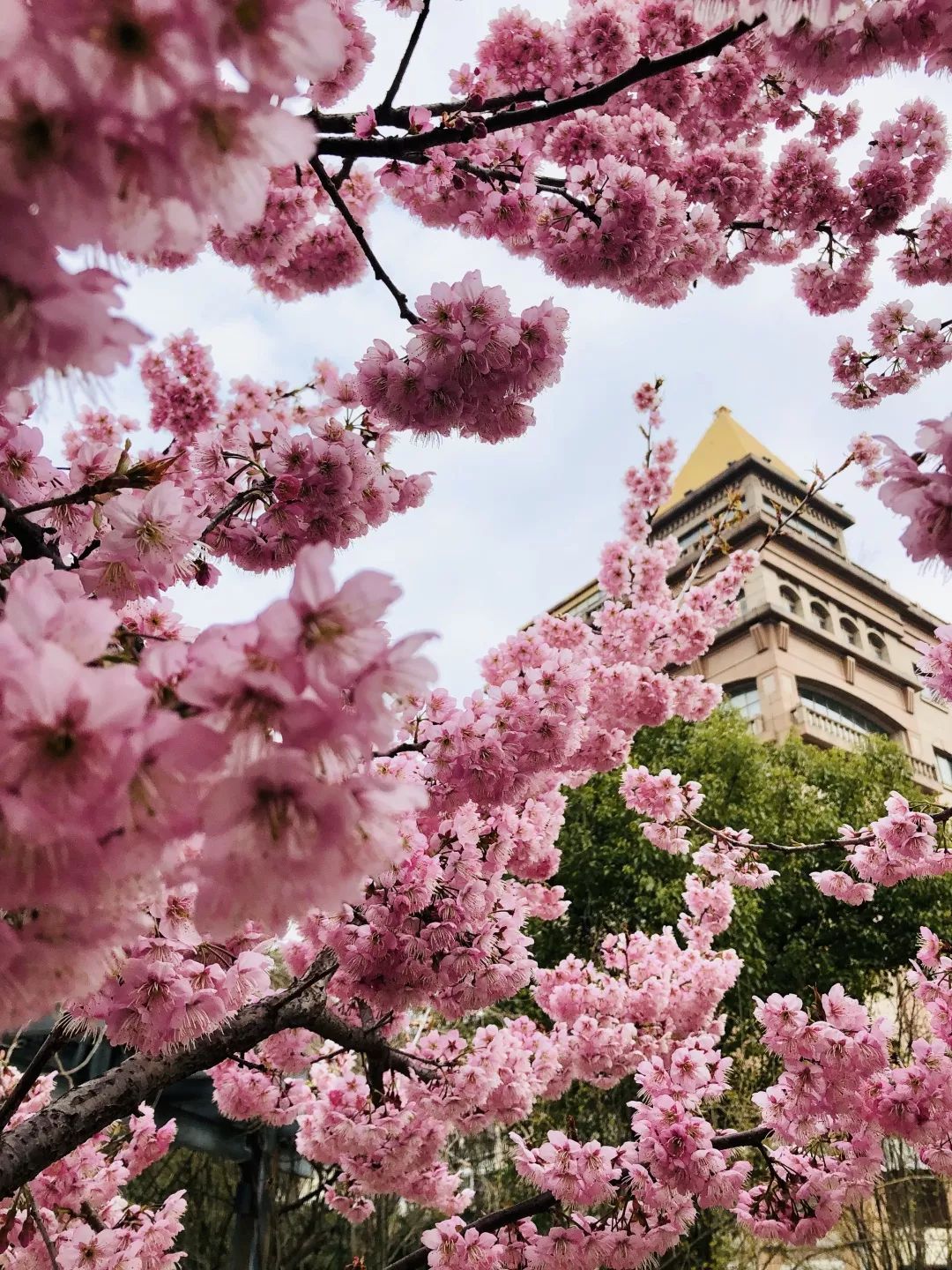 张家港香山樱花图片
