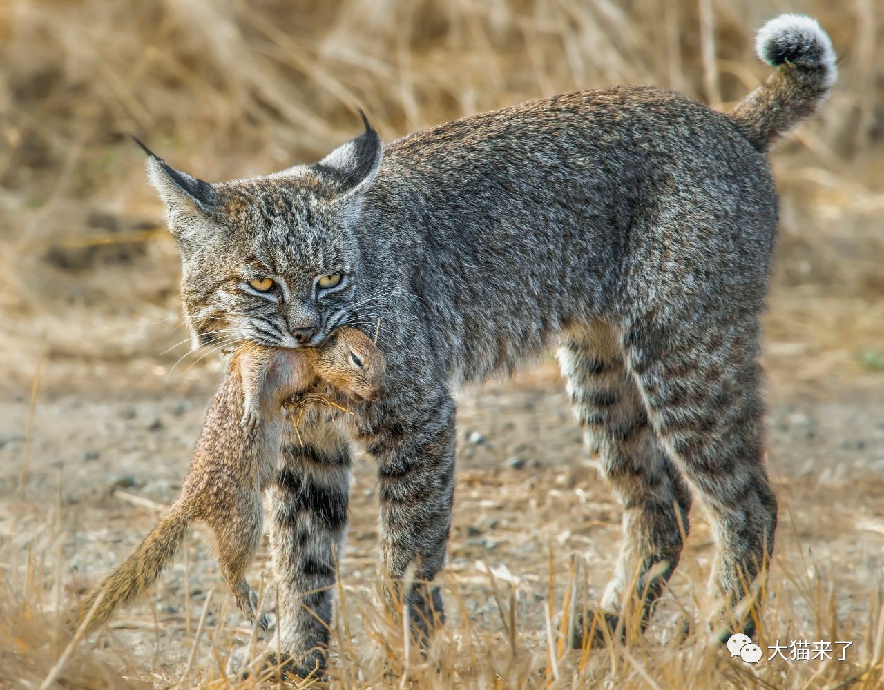 原創這種貓科動物長著寵物外表卻擁有野獸天性,曾連續攻擊7人