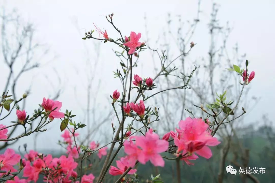 待到山花爛漫時她在叢中笑