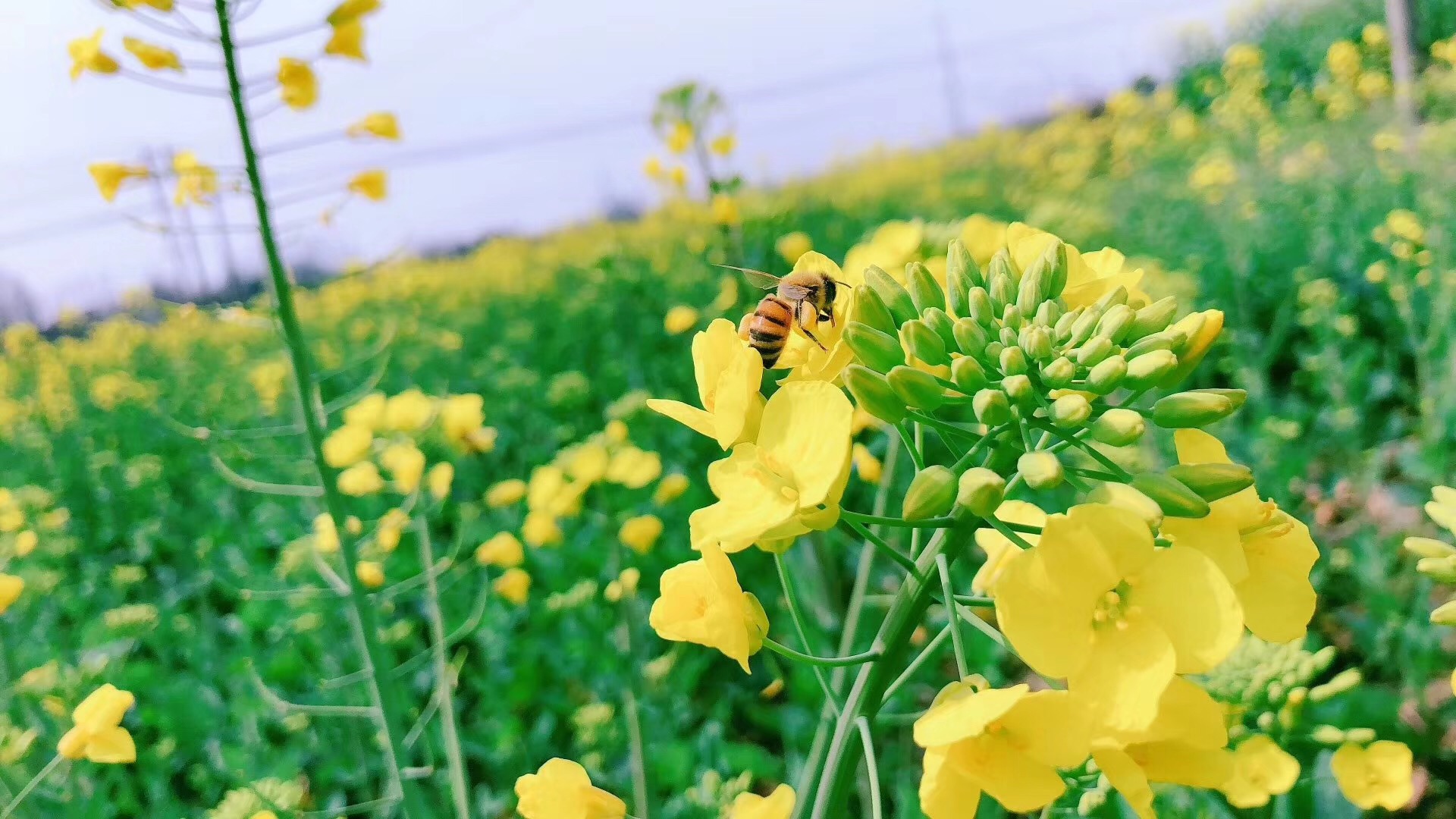 嗡…勤勞小蜜蜂不請自來到百源康魚菜共生油菜花田