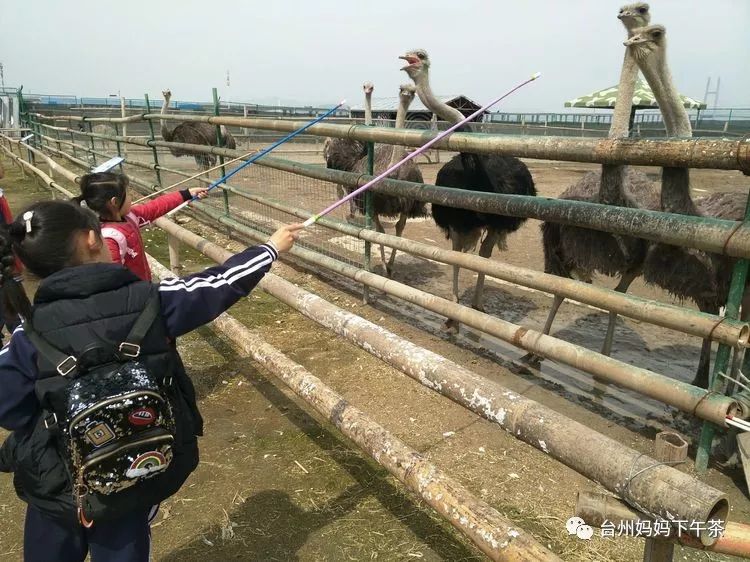 台州湾野生动物园骑马图片