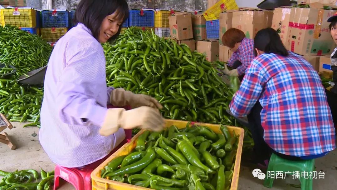 阳西蒲牌冬种辣椒收获上市