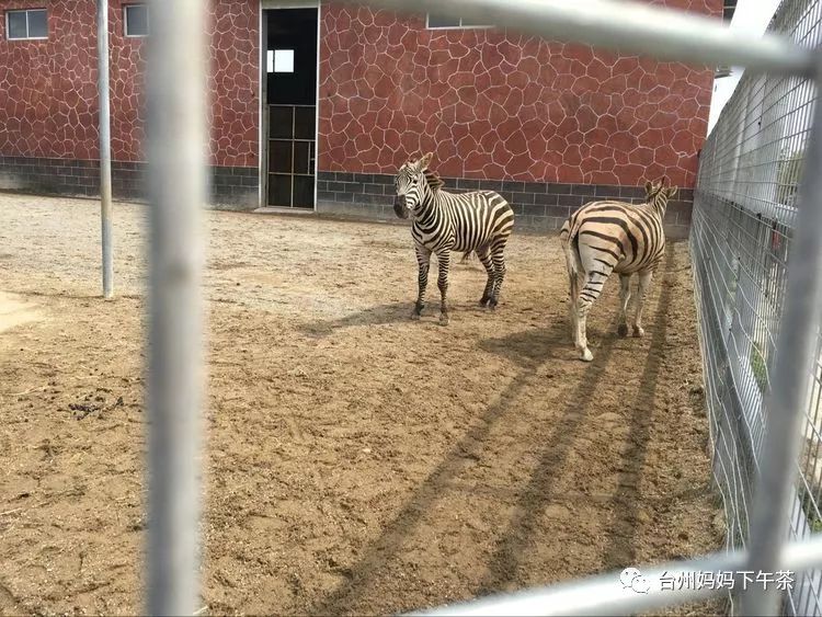 椒江中山小学一(4)班台州湾野生动物园研学之旅