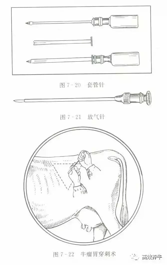 牛胀气穿刺放气位置图片