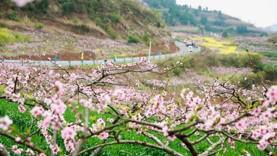 春天賞花不遠行十里桃花人潮湧動現場真的美慘了