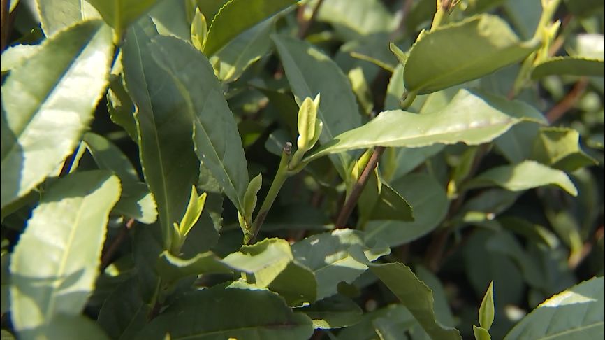 西湖龍井43號零星開採!炒制現場茶香四溢!大規模開採還要等到