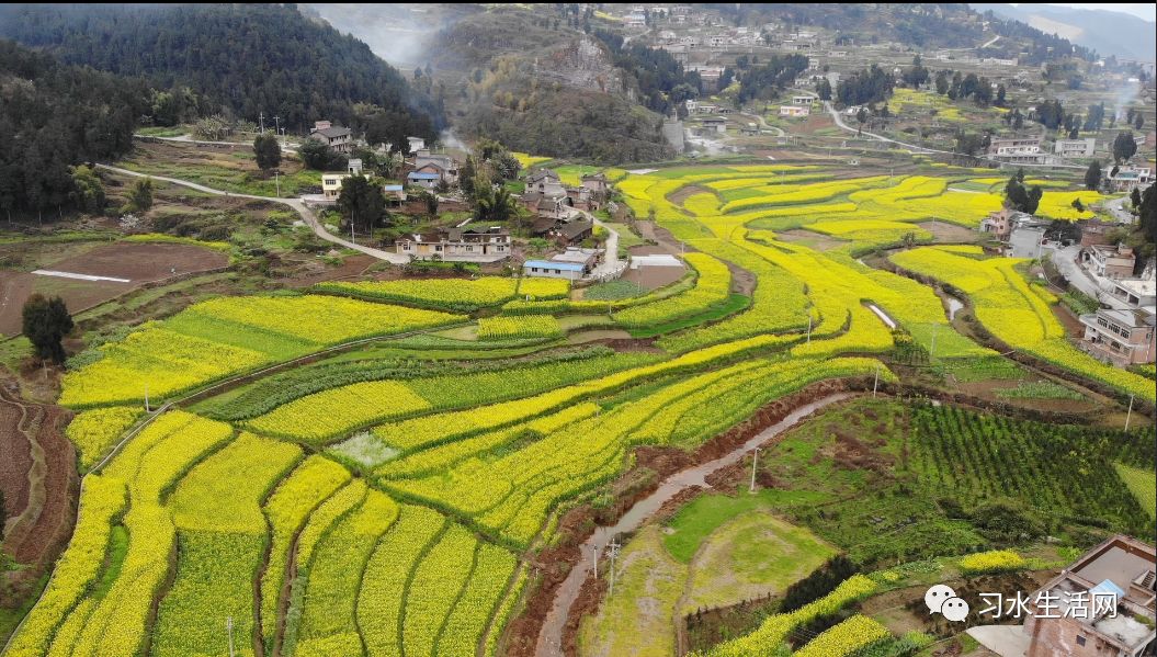 习水沙溪整片油菜花开的正旺盛,路过不拍两张对不起手机!