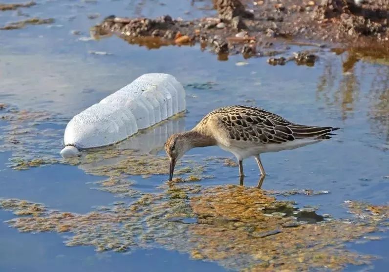 人类都不吃的塑料袋却丢给海洋生物?泰国这支广告扎心了