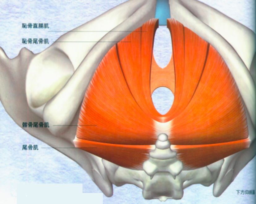 被忽略的骨盆底肌群