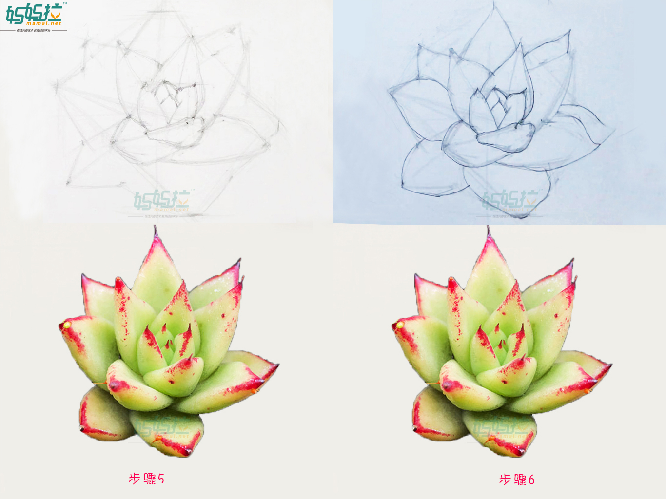 妈妈拉艺术学院裴老师分享超详细多肉素描彩铅画法