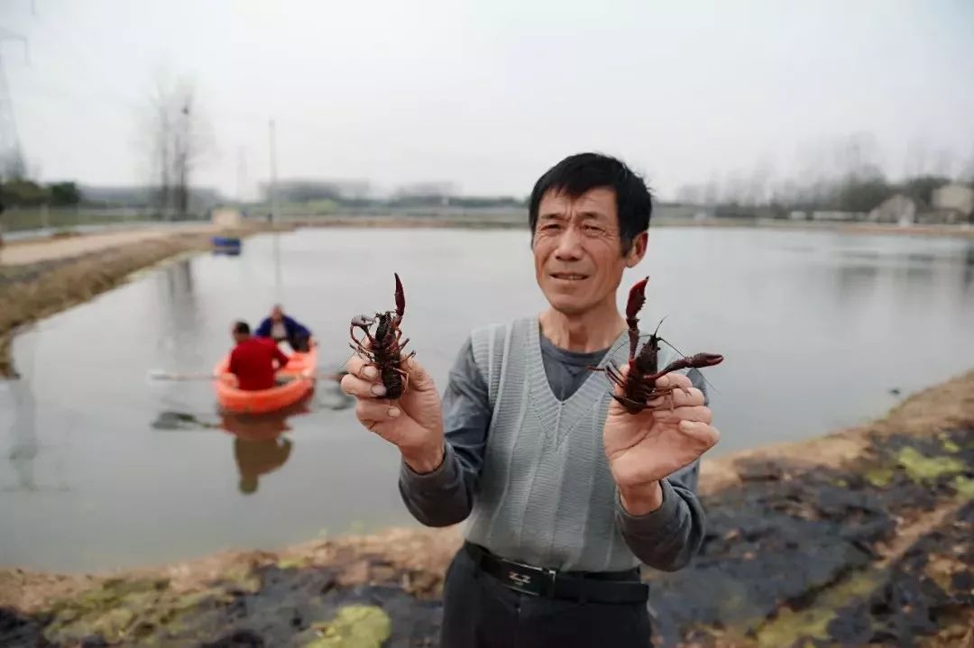 肥西县铭传乡三河村稻虾共养基地