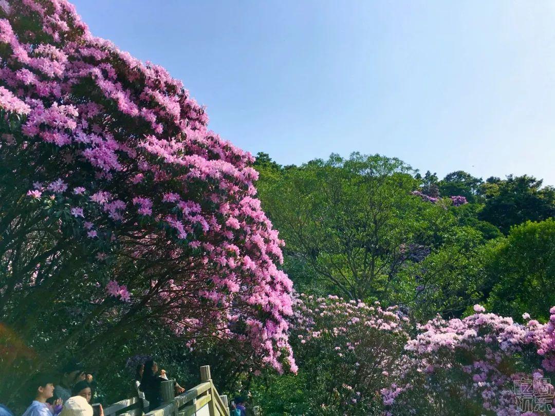 梧桐山的杜鵑花海又來刷屏朋友圈了去年沒去的今年一定要去