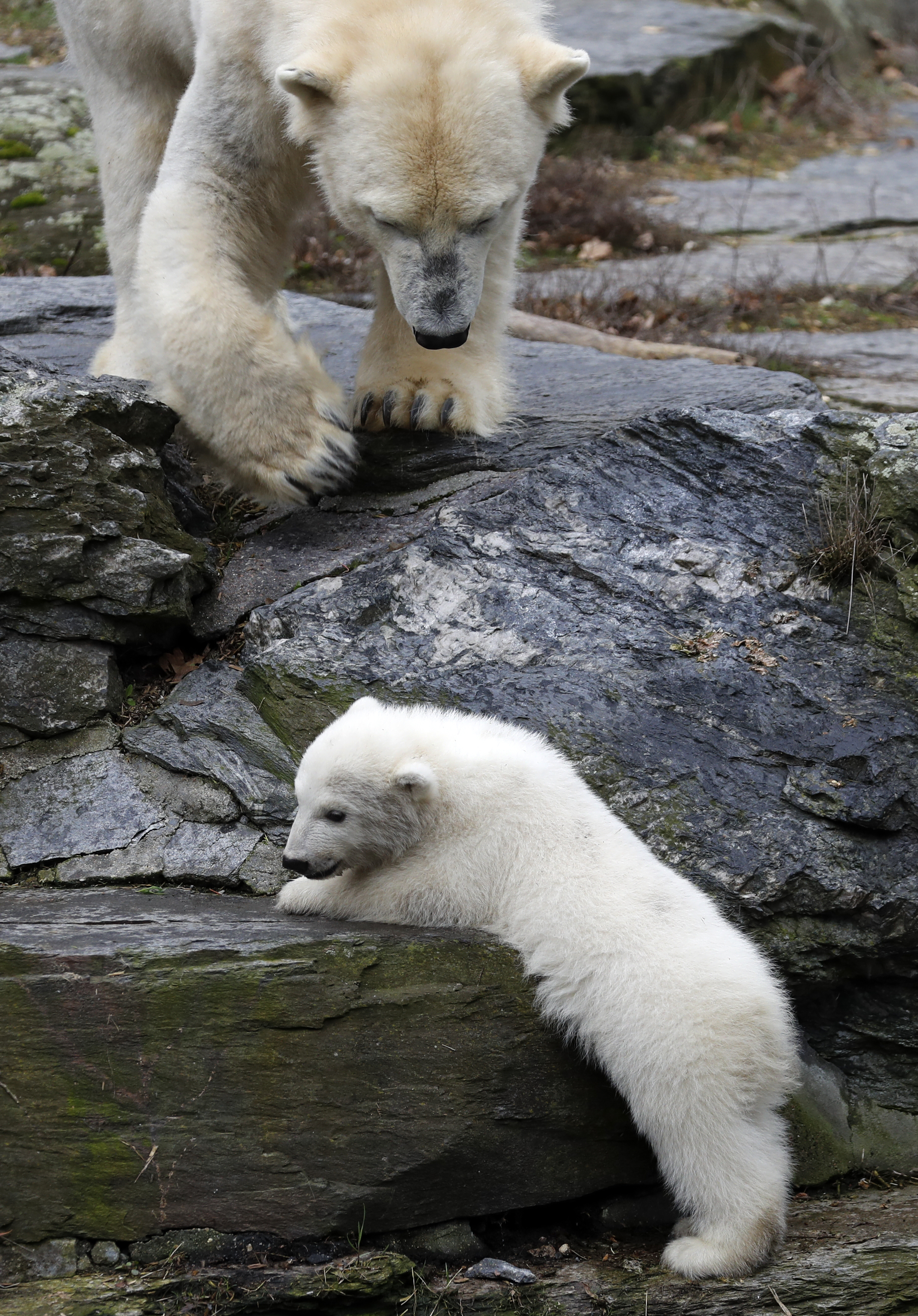 這是3月17日在德國柏林的一家動物園拍攝的小北極熊.