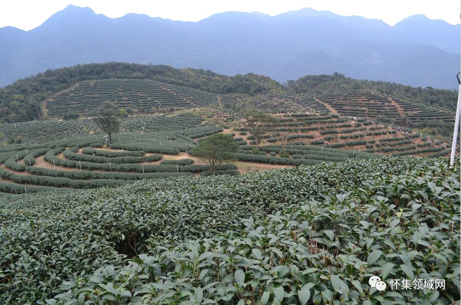 怀集新岗茶场图片