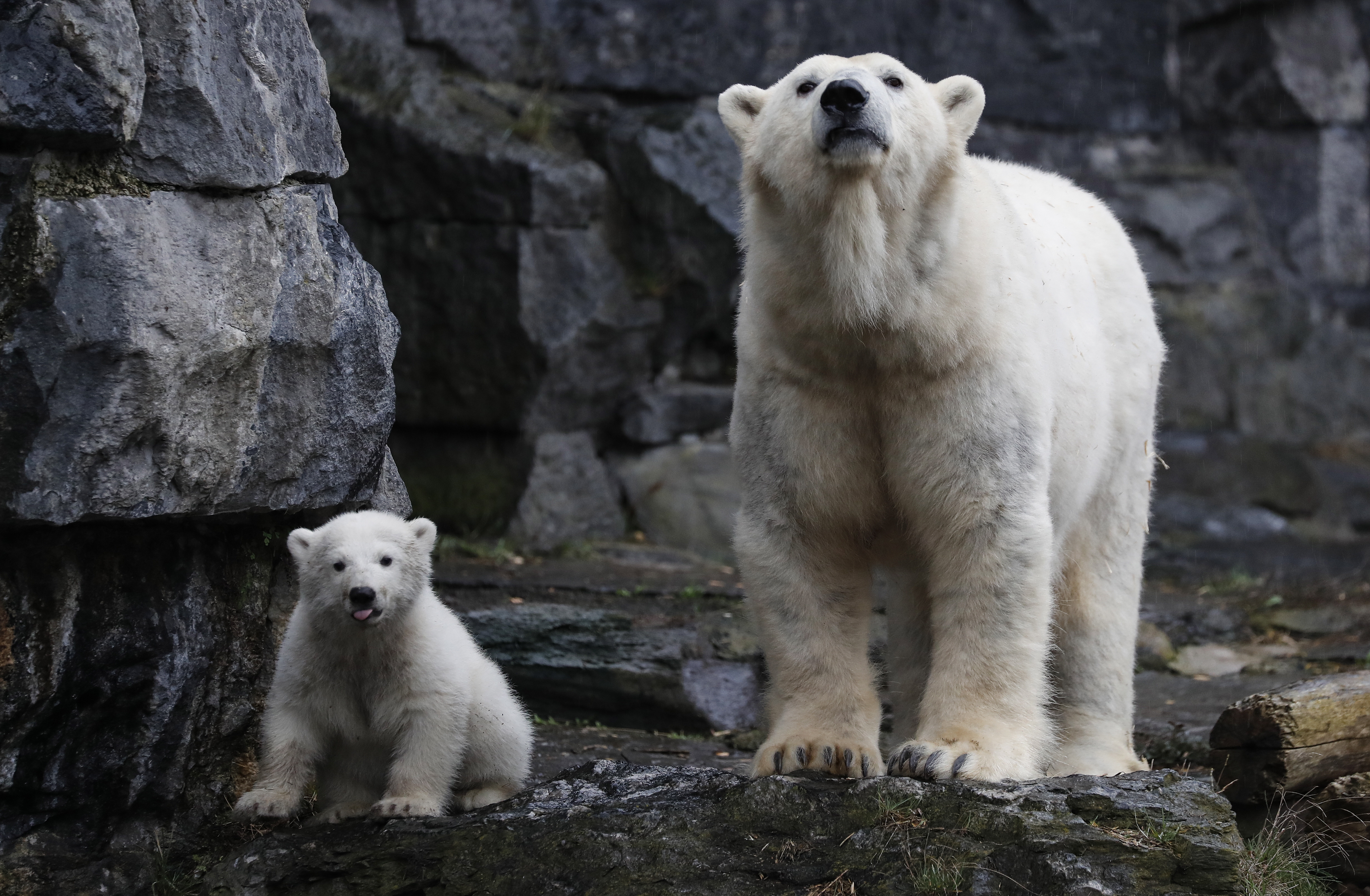 外代,2019年3月18日 3月17日,在德國柏林的一家動物園,小北極熊和母親