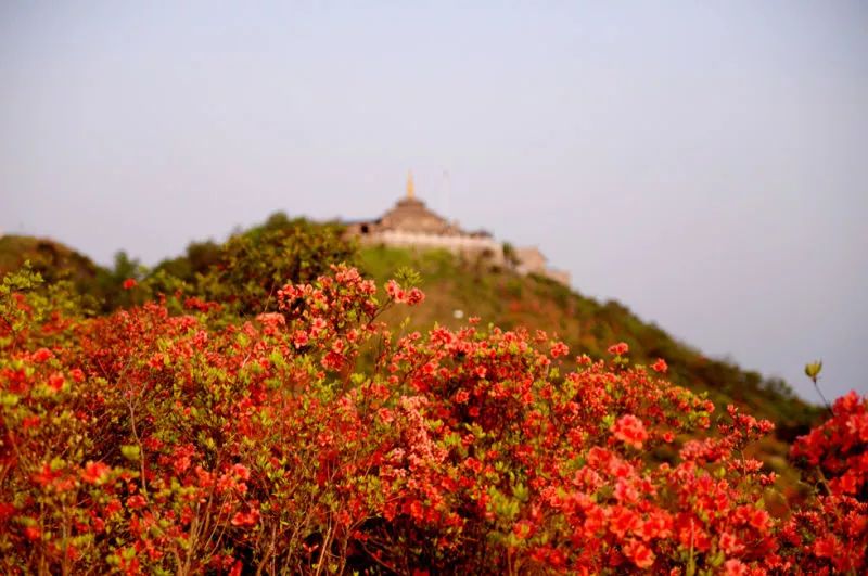 圣井山多高图片