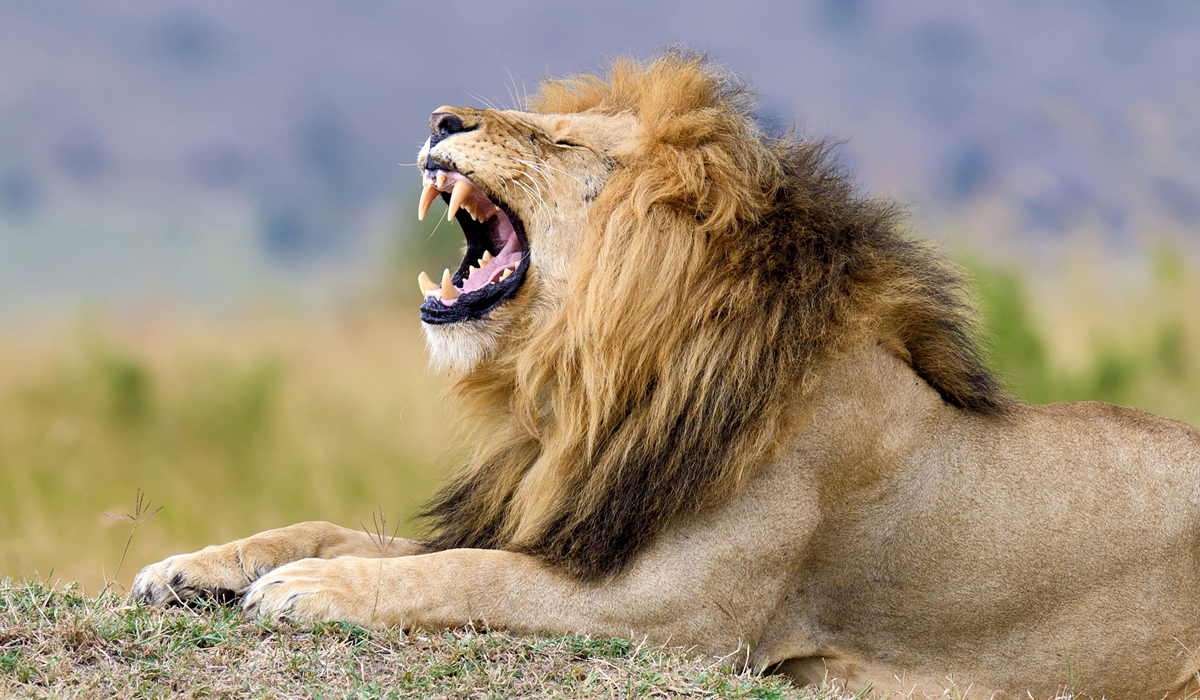 山狮:大猫里面凶狠的弱者,能与灰狼较劲却被狗猎杀