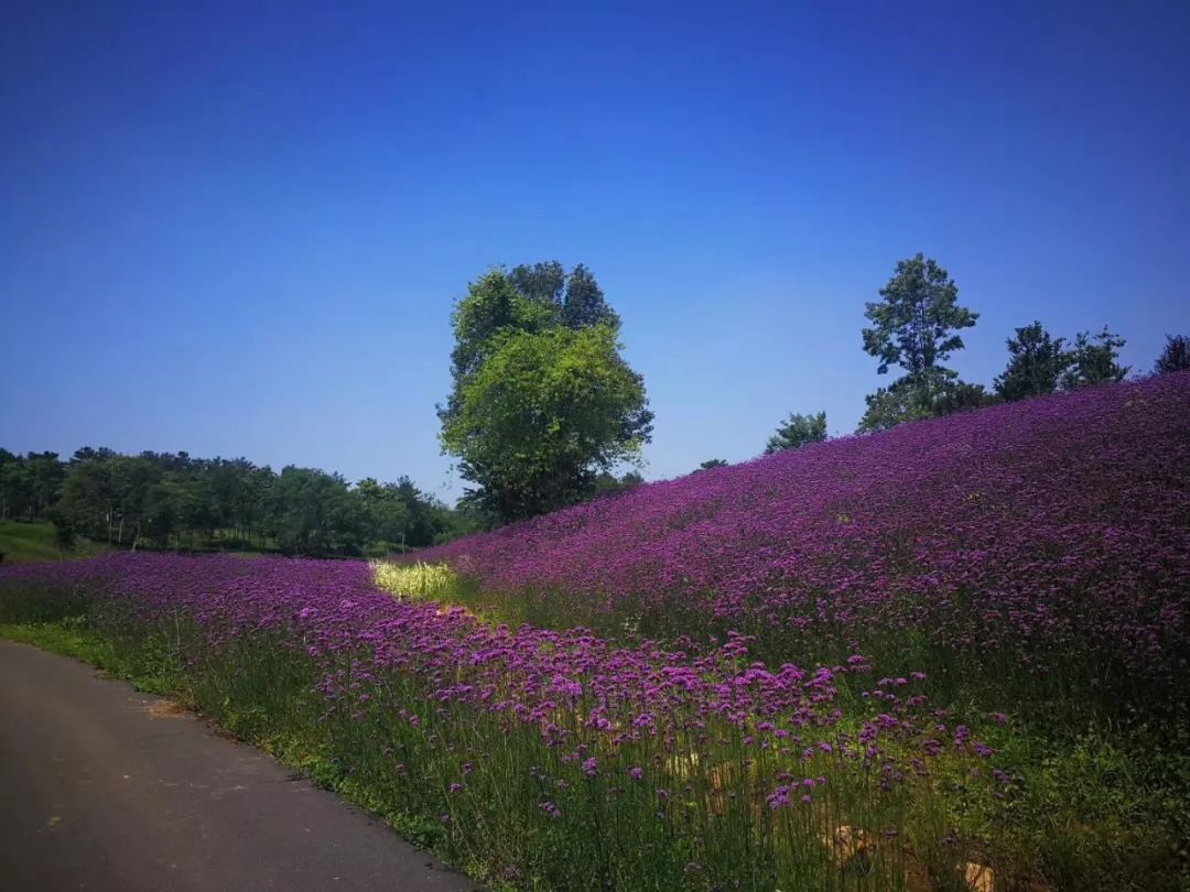 植物園【宜昌方向】宜昌(滬蓉高速)-當陽市-荊門市-從鍾祥出口下高速