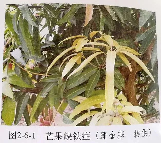 芒果树缺硼症状图片图片