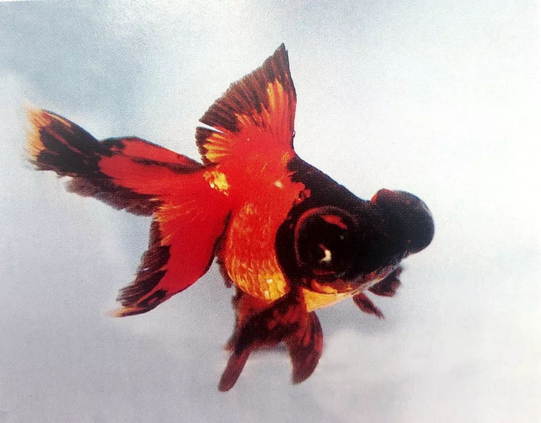 凤尾龙睛鱼 金鱼图片