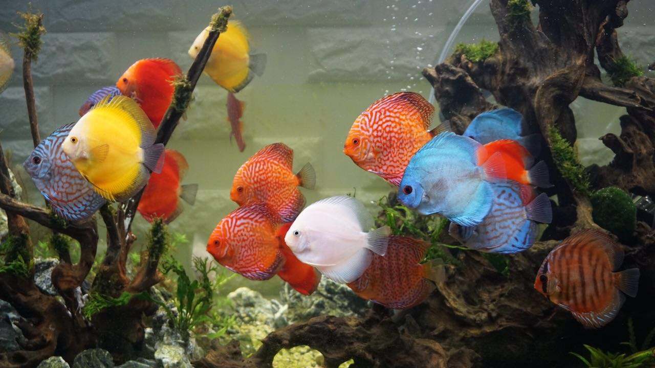 十大名贵观赏鱼 最美图片