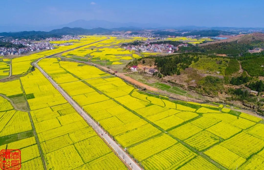 萬畝油菜花海啟航,快帶上這份遊玩攻略,說走就走