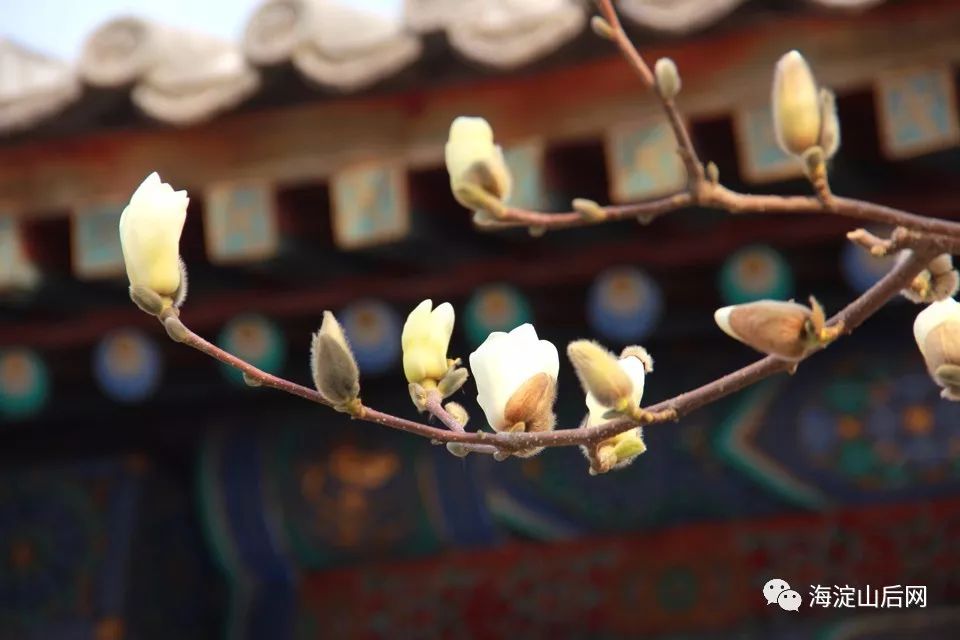 頤和園西堤山桃花盛開,快去打卡吧!_盛花期