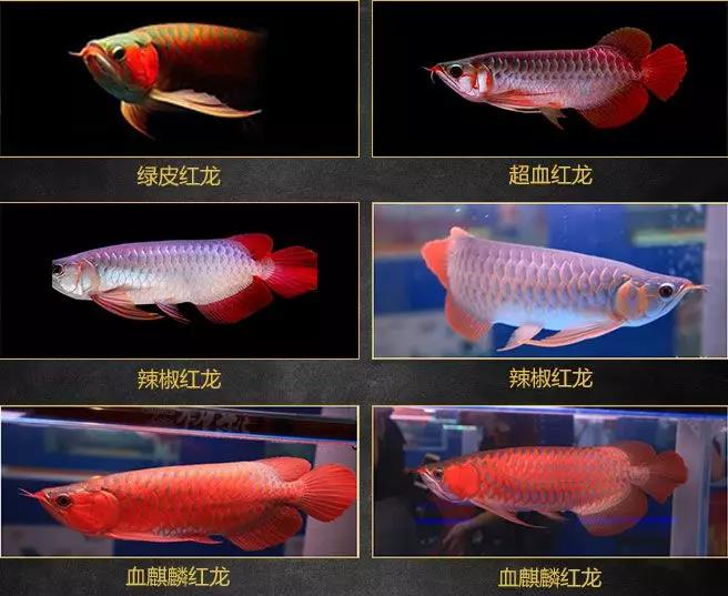 金龙鱼种类图片