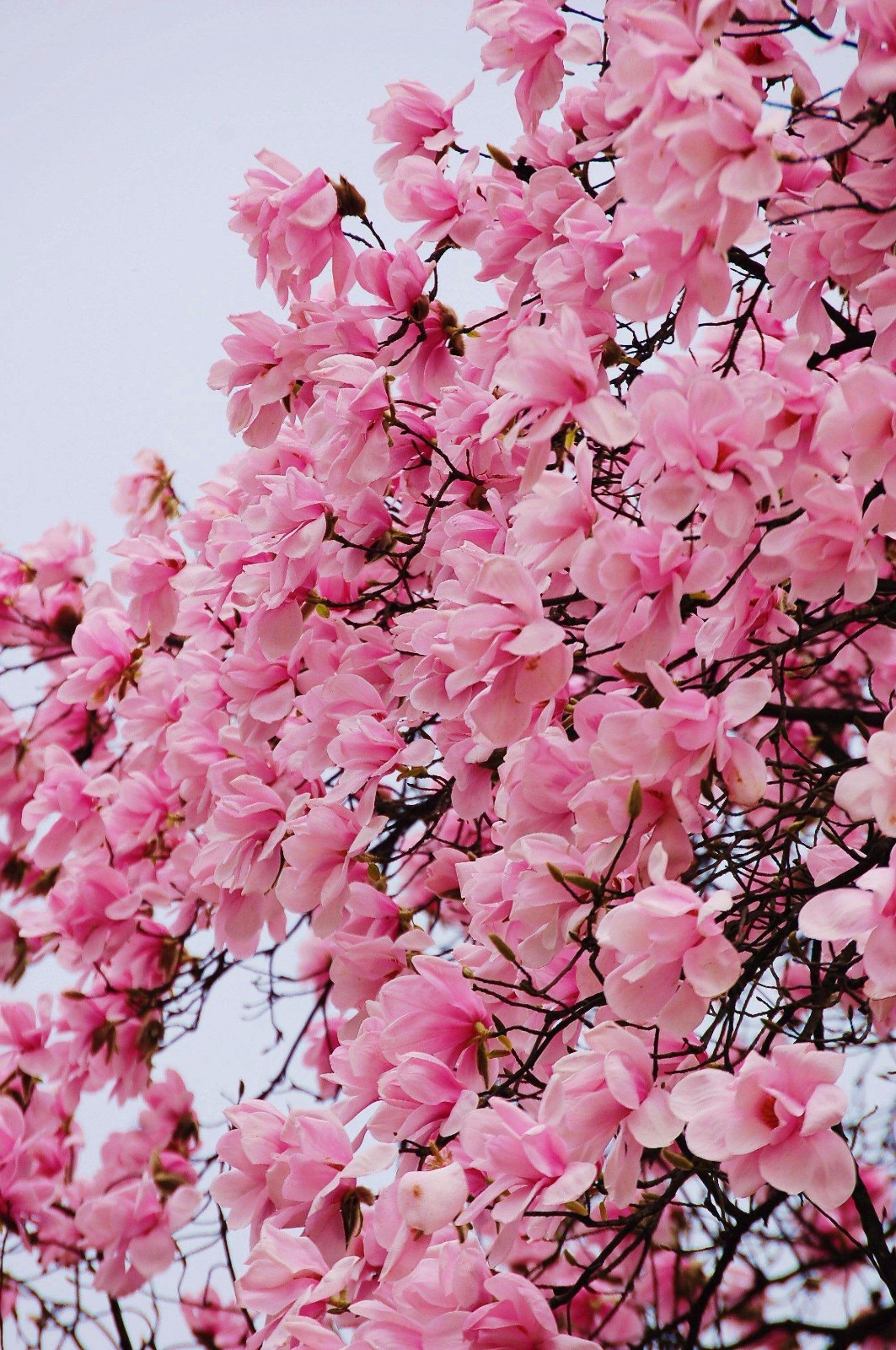 花小西花小东图片