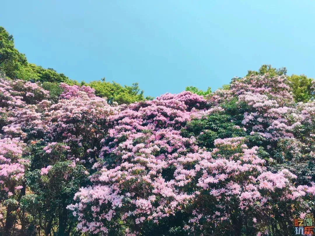 梧桐山的杜鵑花海又來刷屏朋友圈了去年沒去的今年一定要去