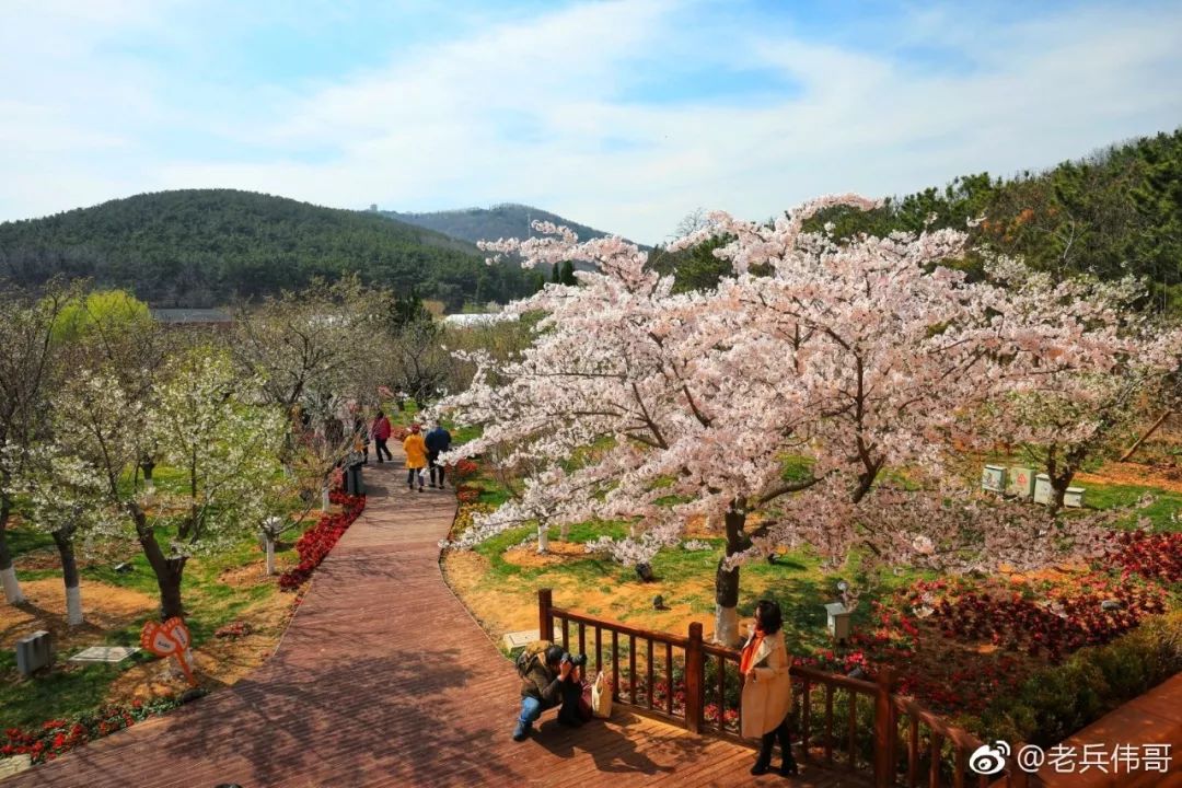 春光爛漫大連旅順最負盛名的風景之一203櫻花園終於進入了綻放倒計時!