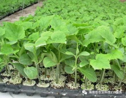 種植寶典早春茄子育苗技術做好這些培育健壯秧苗