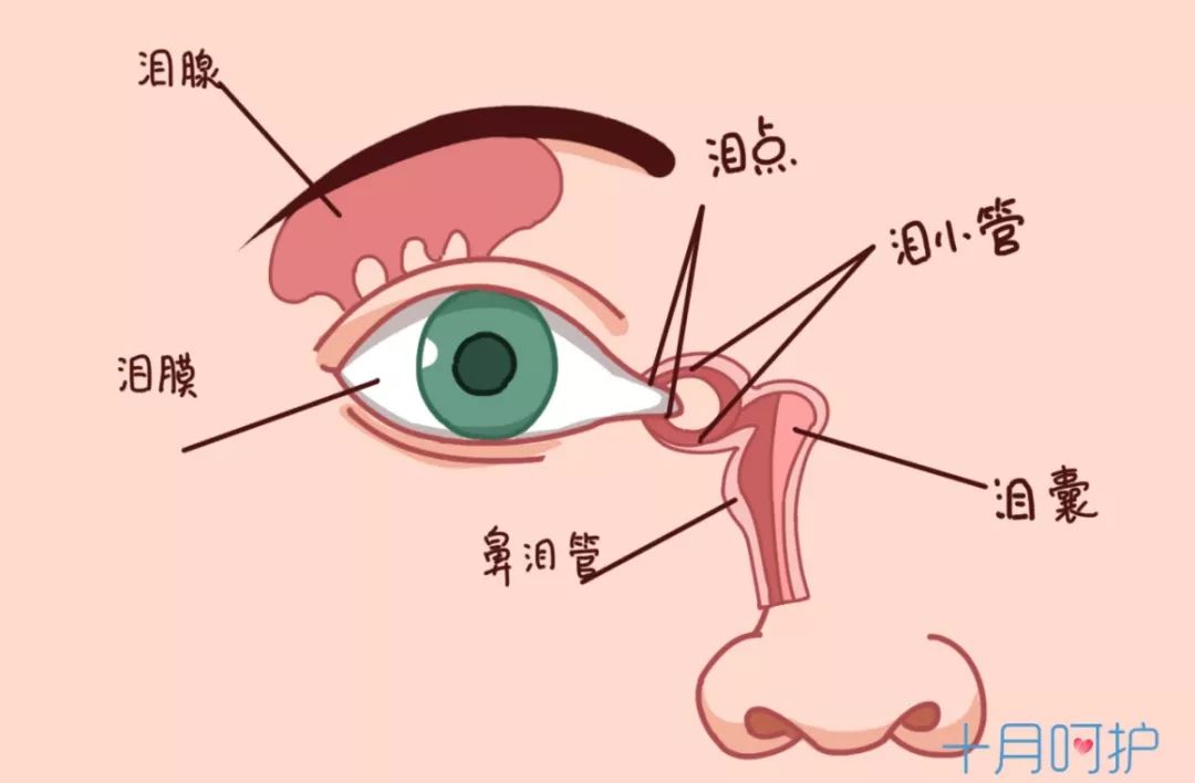 泪道堵塞在婴幼儿时期很常见,它是由于宝宝鼻泪管上方入口被粘膜覆盖