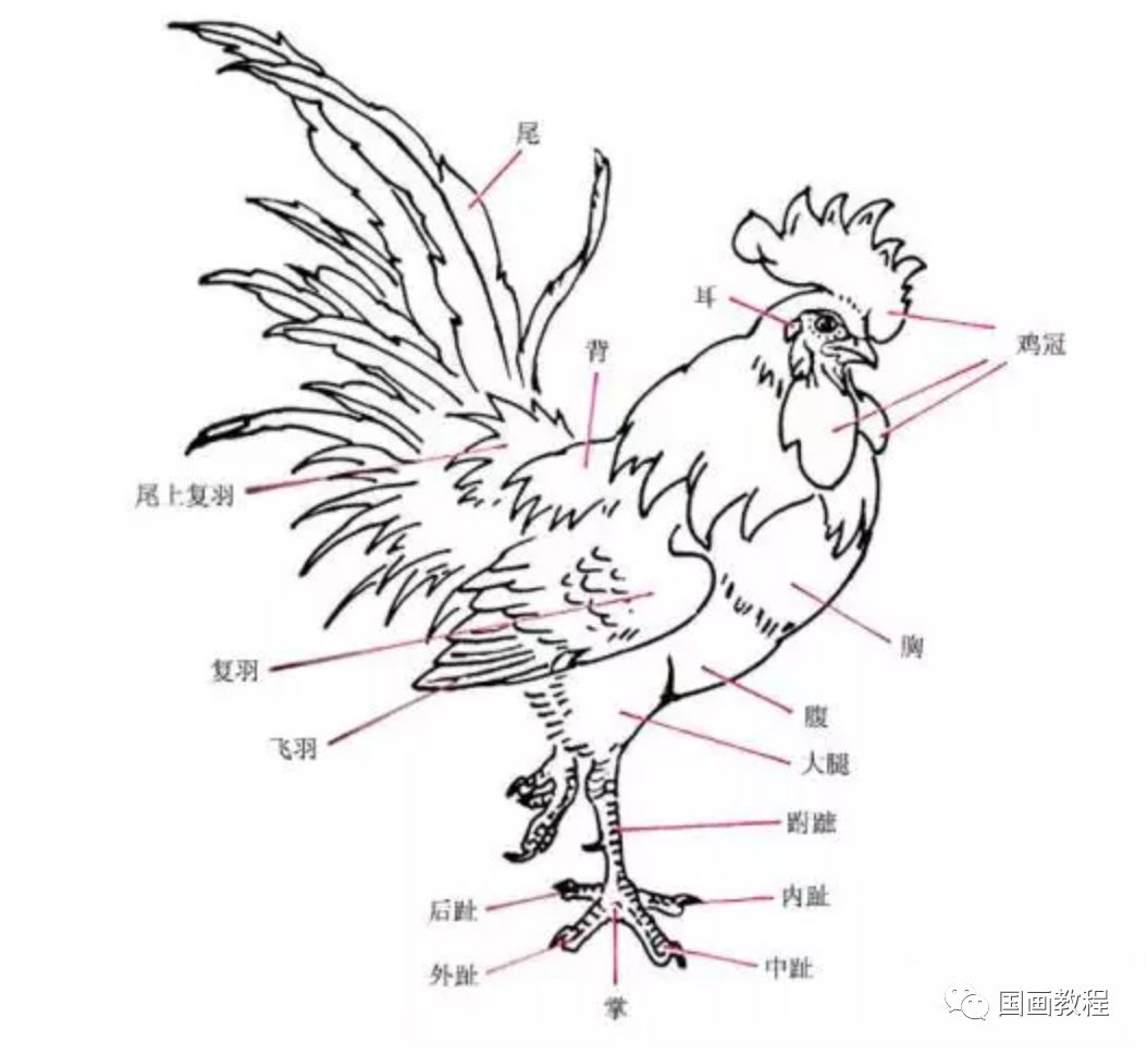 【国画教程】学画鸡的看过来,这里有最全的图文视频教程