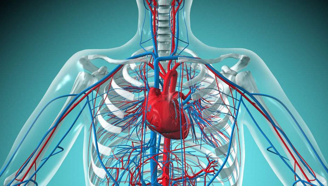 心脏在体表的位置图图片