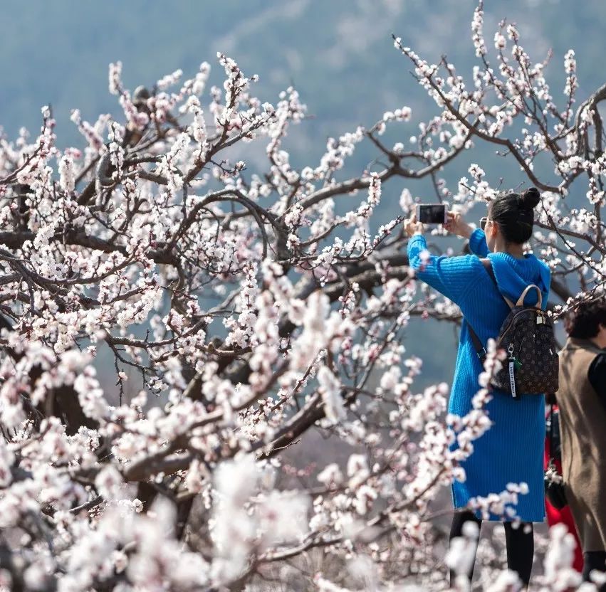 淮北黄里杏花节图片